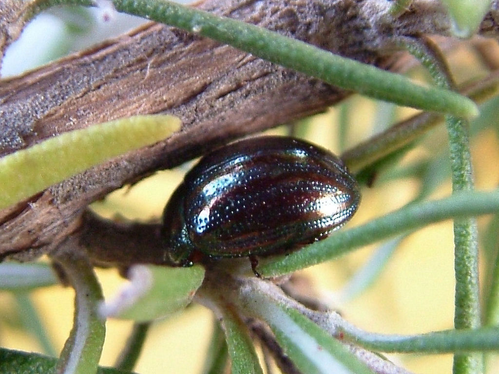 Chrysolina americana